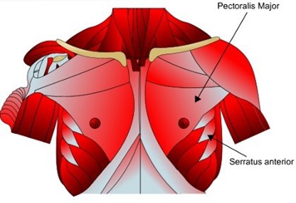 pectoralis major and serratus anterior